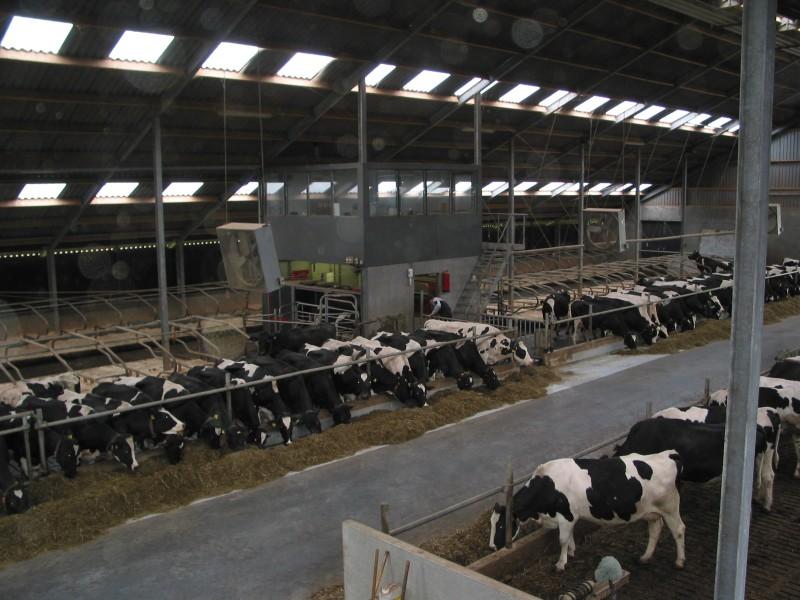 melkveehouderij-de-jong-46